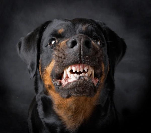 Dog aggression, growling dog, dog training tips 