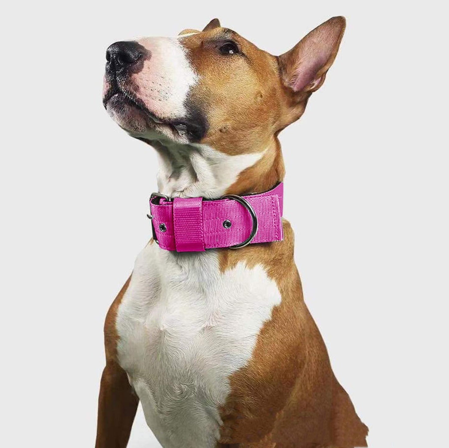 Happy Paws - Polyester Collar