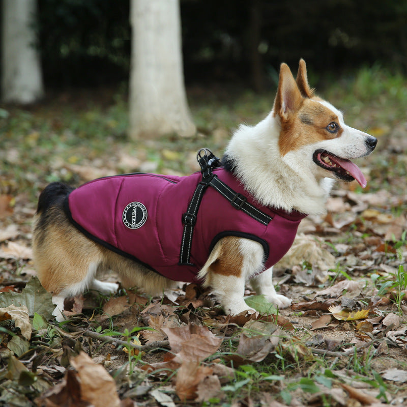 corgi clothing